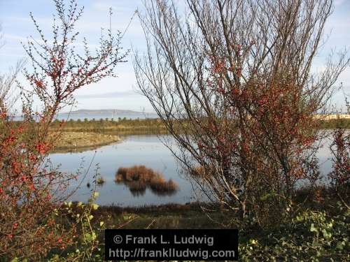 Booterstown Nature Reserve